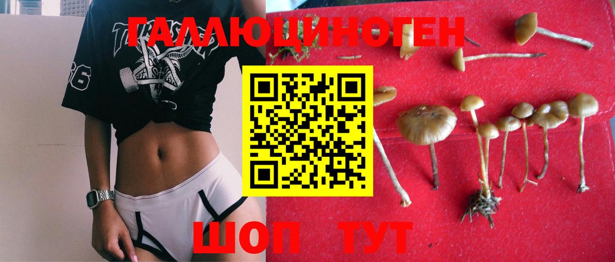 Псилоцибиновые грибы GOLDEN TEACHER Лобня